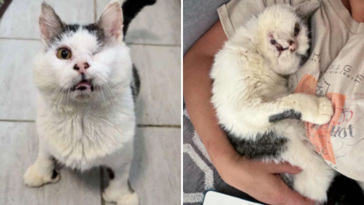 Rumbling Stomach Guided This Stray Cat To A Caring Soul, Transforming His Life For The Better