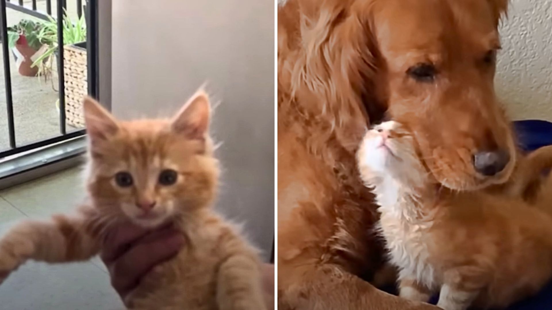 Sacramento Stray Kitten’s Life Took A Turn For The Better Thanks To His Loyal Golden Guardian