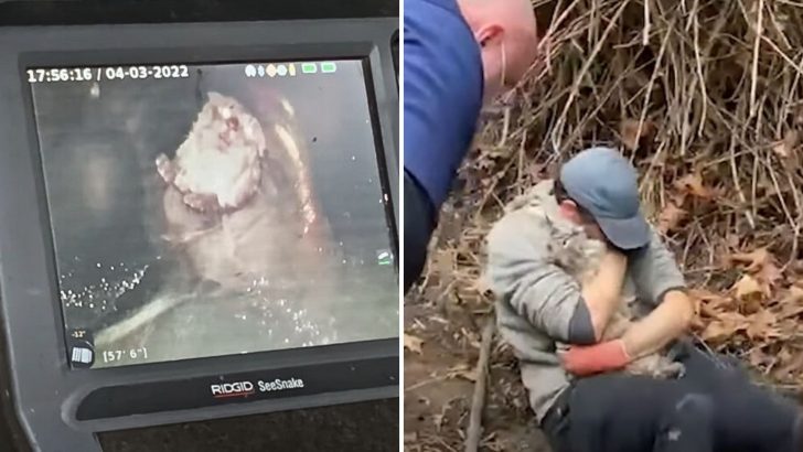 Seattle Cat Found Trapped 45 Feet Deep In A Freezing Drainage Pipe, Neck-Deep In Icy Water