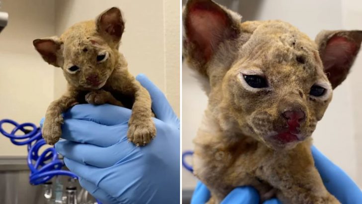 Severely Burned Kitten Saved From Las Vegas Dumpster Fire Just In Time