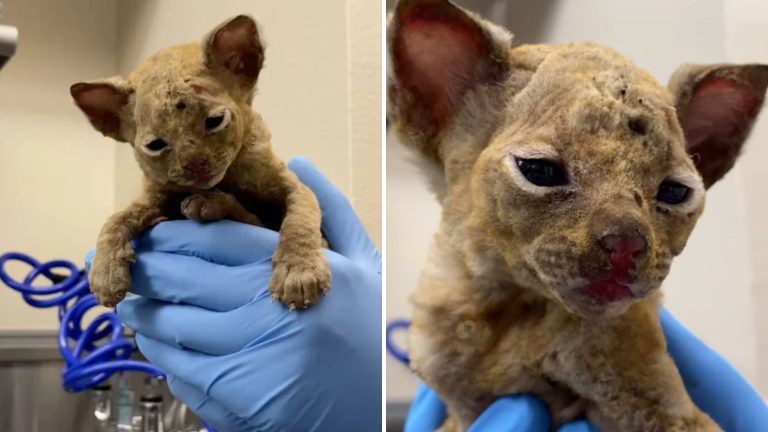 Severely Burned Kitten Saved