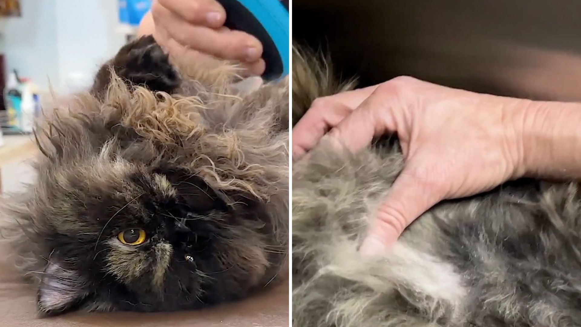Severely Matted Stray Cat In California Pleads For Help From Kind People