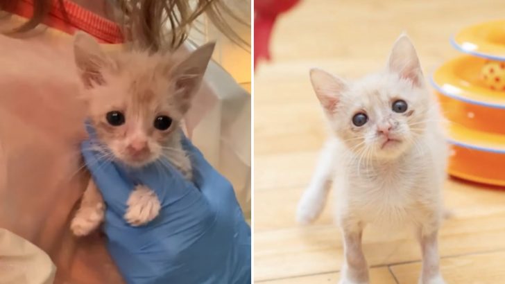 Sick Kitten Saved From Euthanasia In The Nick Of Time Leading To A Heartwarming Twist