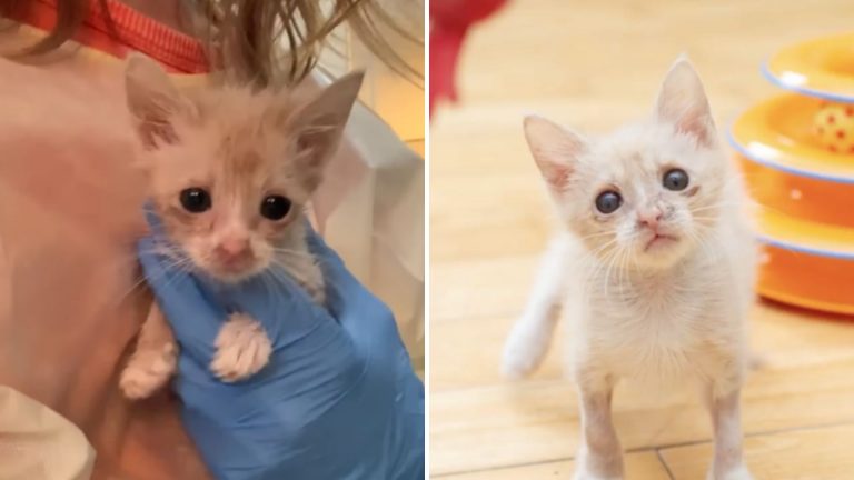 sick kitten saved from euthanasia