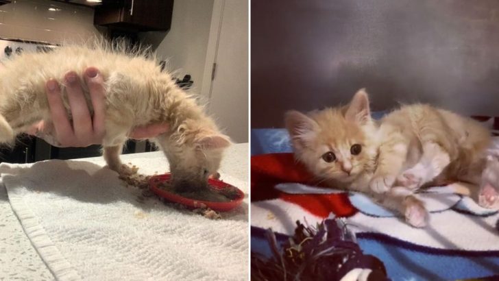 Special Needs Kitten Rescued From Oregon Streets Demands 24/7 Care