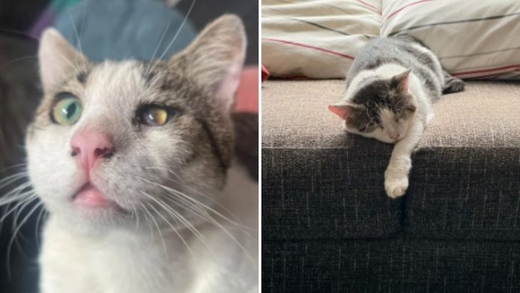 Stray Cat Never Wants To Go Outside Again After Experiencing The Warmth Of Forever Home