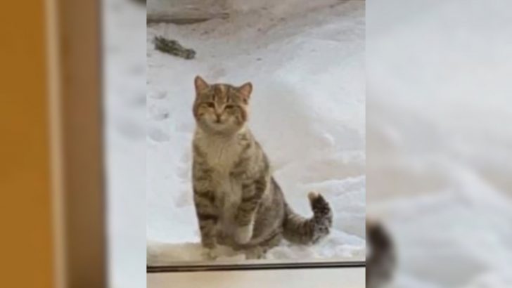 Stray Cat Peers Into A Fire Station Hoping To Find Warmth For Her Frozen Paws