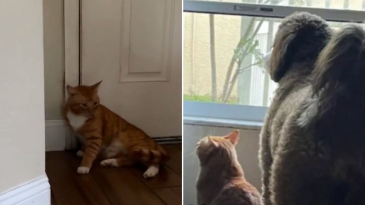 Stray Cat Rescued From Storm In The US Becomes A Member Of A Dog Pack