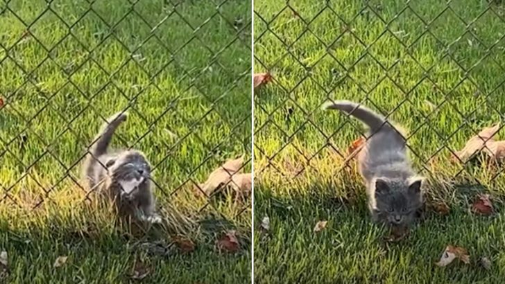 Stray Kitten Squeezes Through The Fence And Runs To A Woman Determined To Go Home With Her