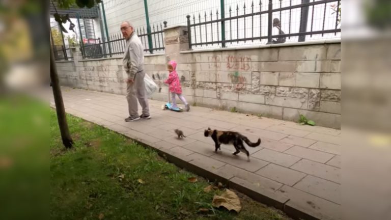 kitten chasing a kid