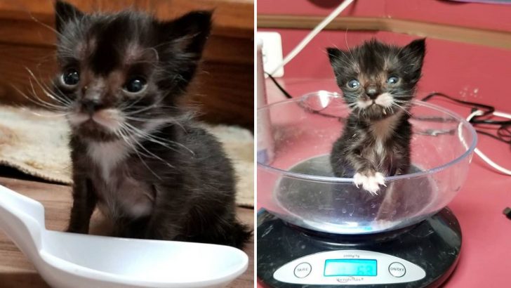 Struggling Kitten No Bigger Than A Spoon Recovers And Makes An Unbelievable Transformation