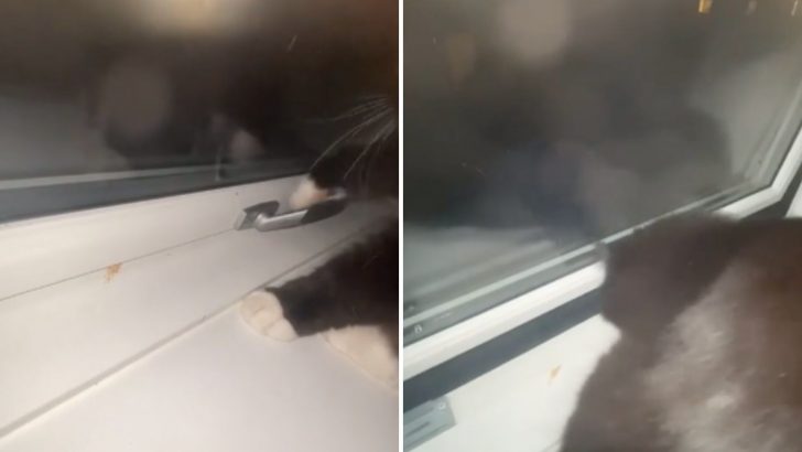 Teenager Gets Blamed For Opening Windows, Only To Uncover A Mischievous Cat Is Behind The Chaos