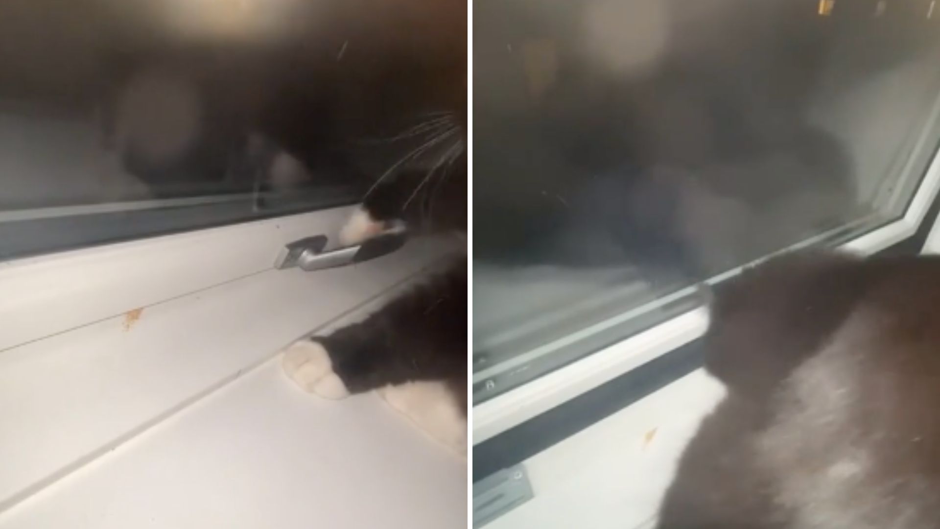 cat opening window