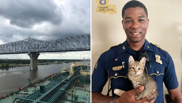 Terrified Kitten Found Stuck On A Daunting Bridge 153 Feet Above The Raging Mississippi River