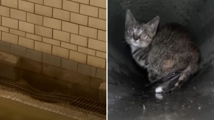 Terrified Kitten Spends Five Days Stuck In A Flooded Underpass Road, Crying Out For Help