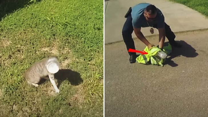 Texas Police Desperately Try To Save A Cat With A Bucket Stuck On Its Head