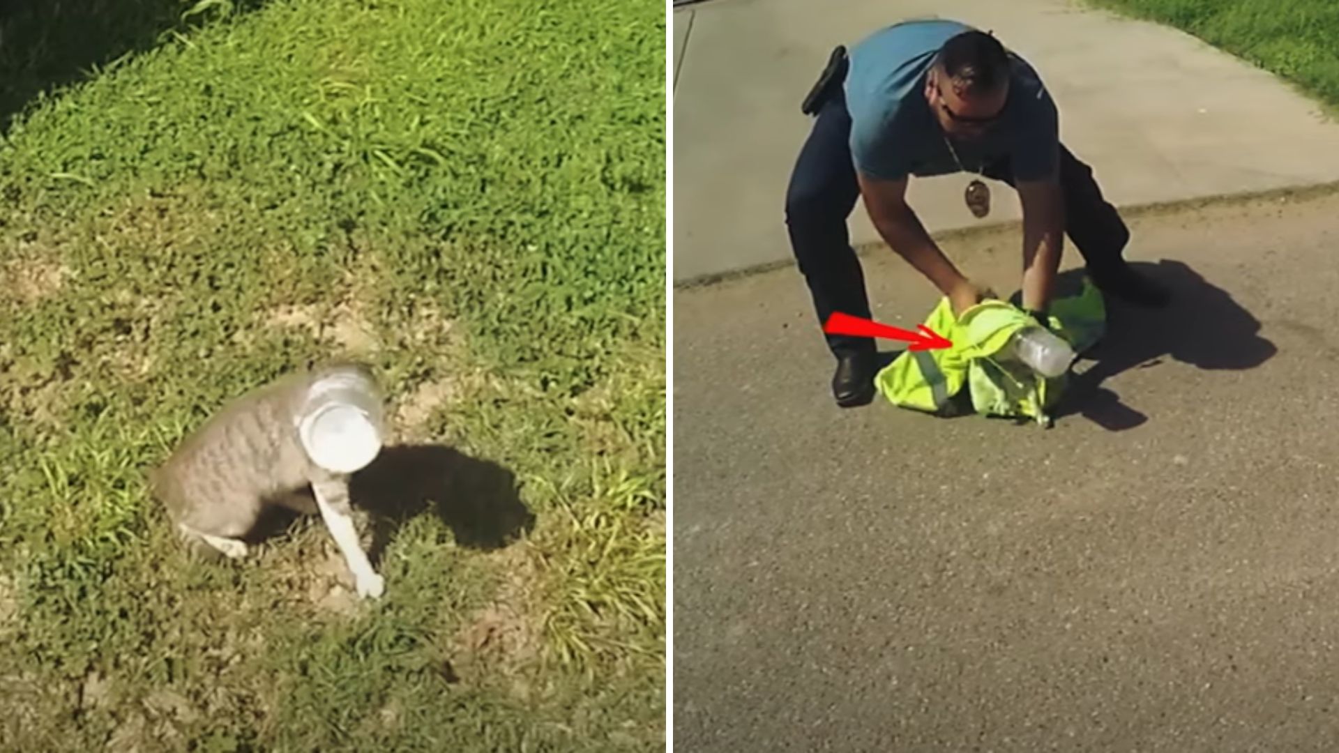 Texas Police Desperately Try To Save A Cat