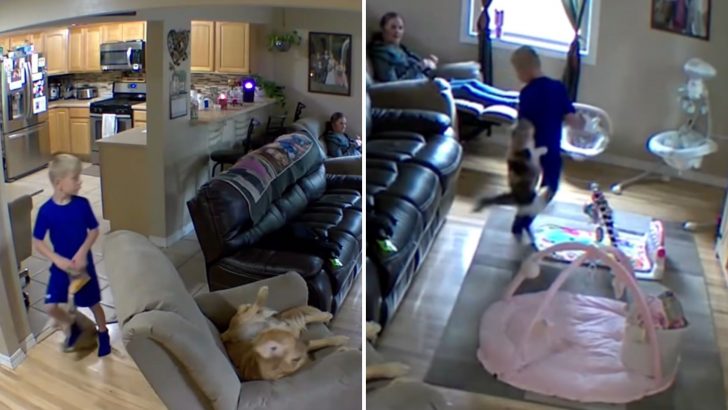 This Boy Accidentally Steps On A Cat’s Tail Sparking A Hilarious Chain Of Events