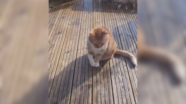 This Cat Fakes An Injury And The Reason Why Will Leave You In Stitches