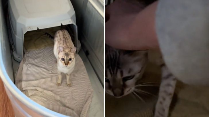 This Cat Needs Her Owner’s Help To Give Birth And Won’t Go Through It Any Other Way