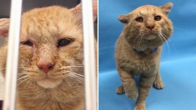 This Cat Was Waiting In A Minnesota Shelter For Months Until His Forever Mom Came Along