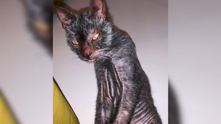 This Ultra Rare Cat Is Winning Hearts And His Mysterious Appearance Will Leave You Spellbound