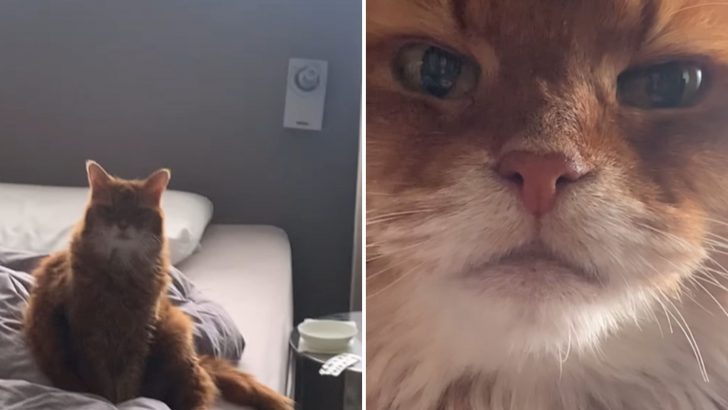 This Woman Didn’t Come Home On Time And Her Cat Has Something To Say About It