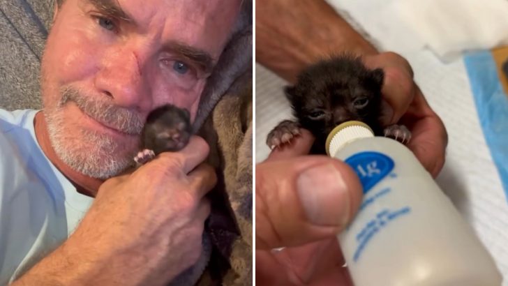 Thumb-Sized Kitten Abandoned By His Mom Gets A Second Opportunity At Life