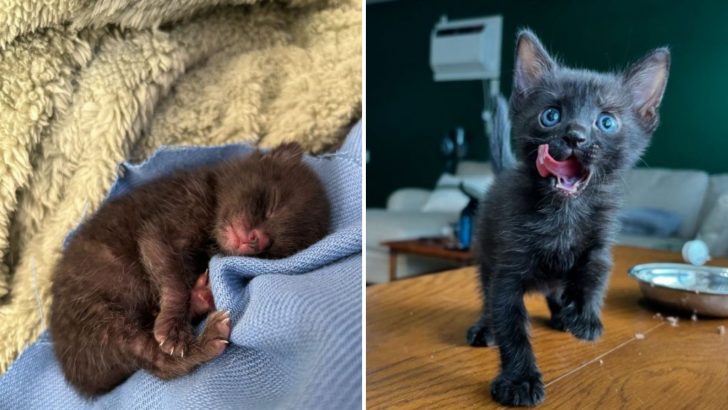 Tiny Black Kitten ‘Mistakenly’ Rescued Now Believes This Woman Is Her Real Mom