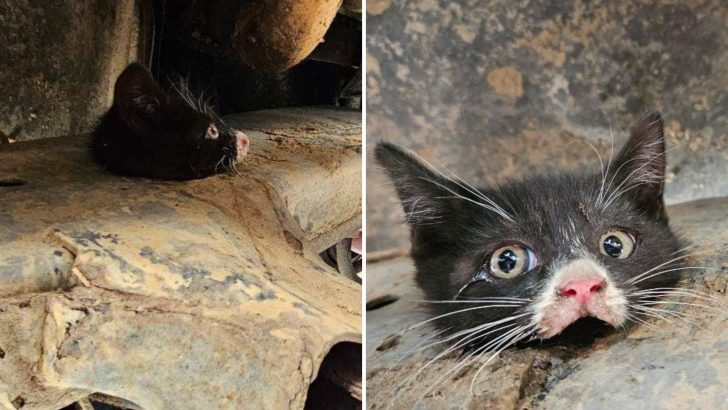 Tiny Kitten Gets Her Head Stuck In Sturdy Truck Frame, Desperately Crying Out For Help