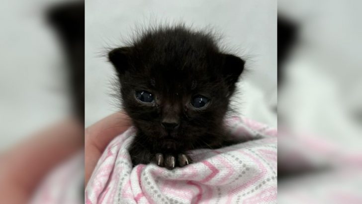 Tiny Kitten Left Behind By Her Mom Finds A Foster Home With A Heartwarming Twist