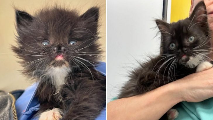 Tiny Kitten With Unique Nose Finds Her Joy And Forever Home Through Her Irresistible Charm