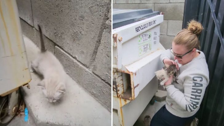 Tiny Kittens Spotted Living Behind A Dumpster, California Rescue Rushes To Help