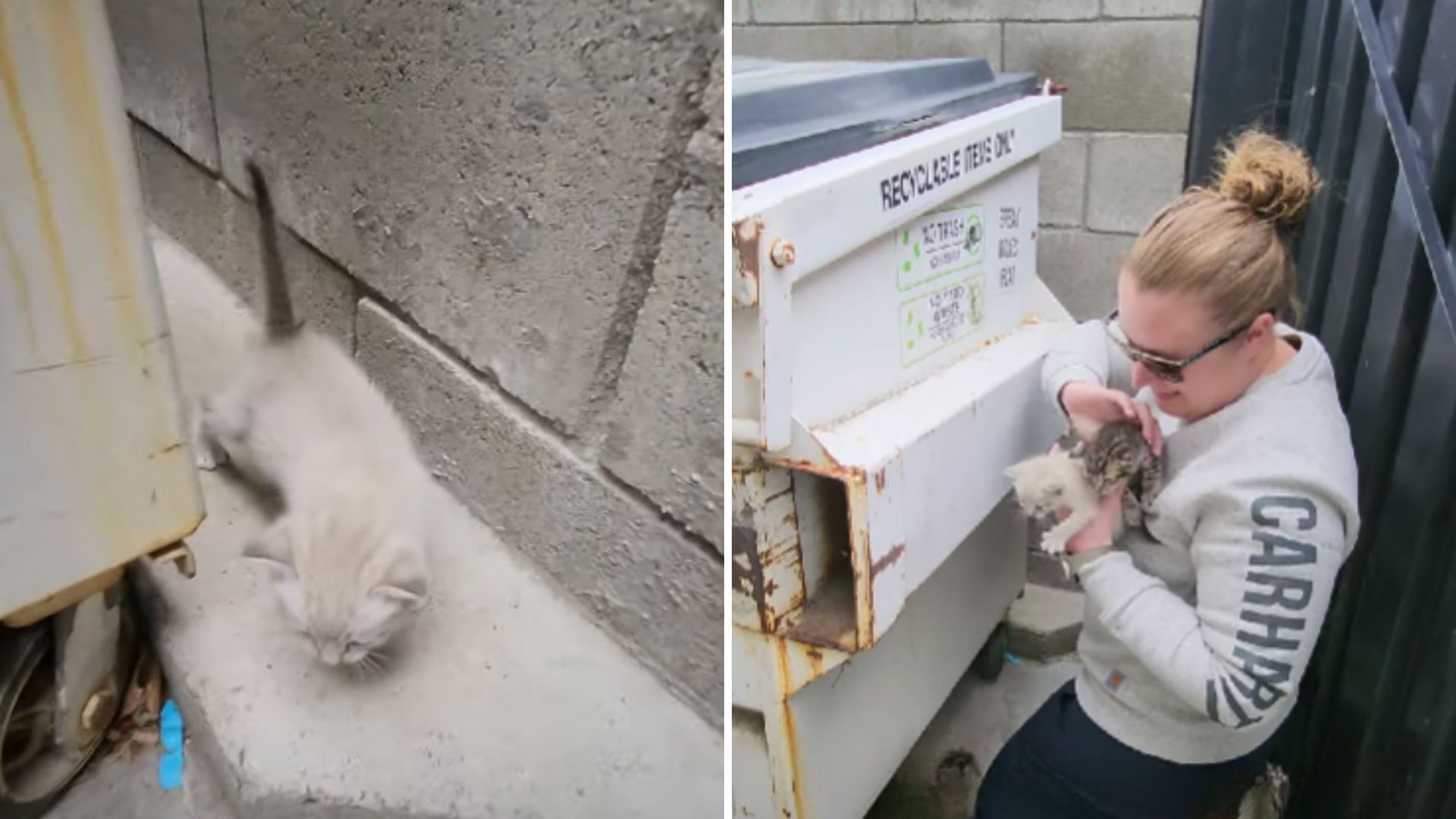 kittens living behind a dumpster