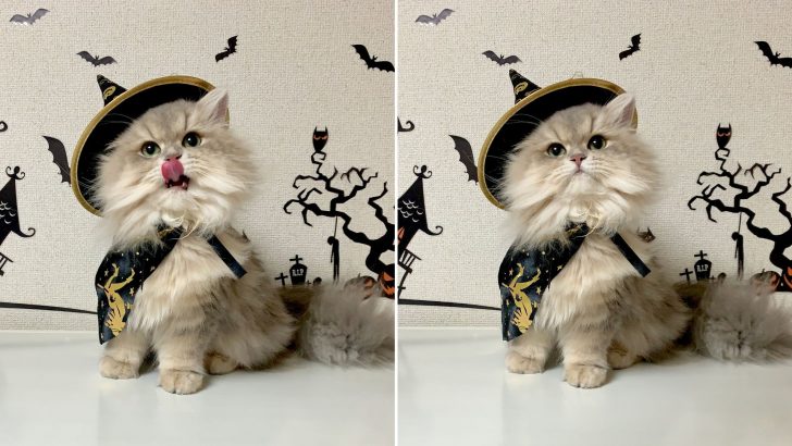 Here’s The List Of Best Cat Costumes To Rock The Halloween Outfit