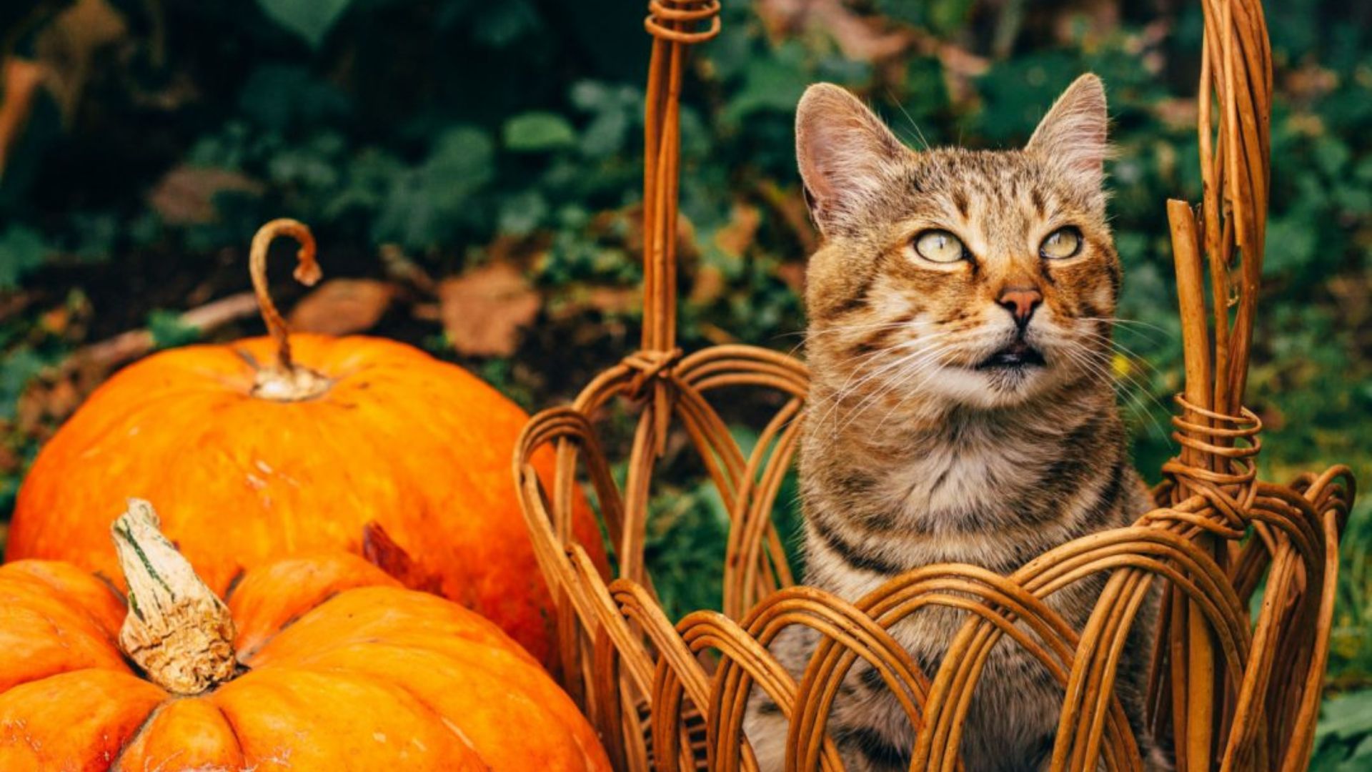 Top Pumpkin Recipes And Treats To Spoil Your Cat This Halloween