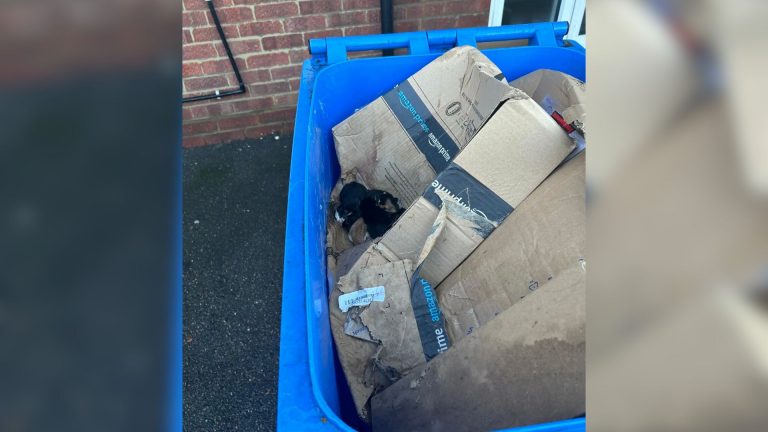 pile of kittens in a bin