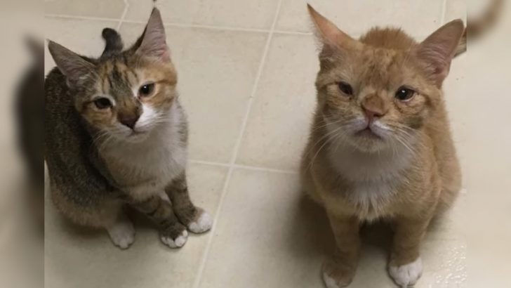 Two Abandoned Kittens With Down Syndrome Begin Their Happy Journey To Cozy Laps In Brooklyn