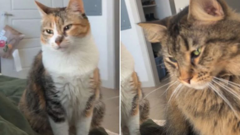 Two Cats Madly Staring At Their Owner