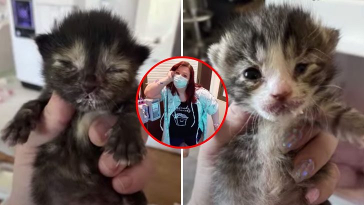 Two Kittens Help Their 29-Year-Old Foster Mom Recover After A Stroke