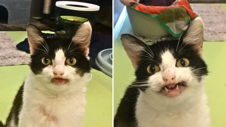 Unique Shelter Cat With Adorable Smile Greets Every Visitor, Hoping Someone Chooses Her