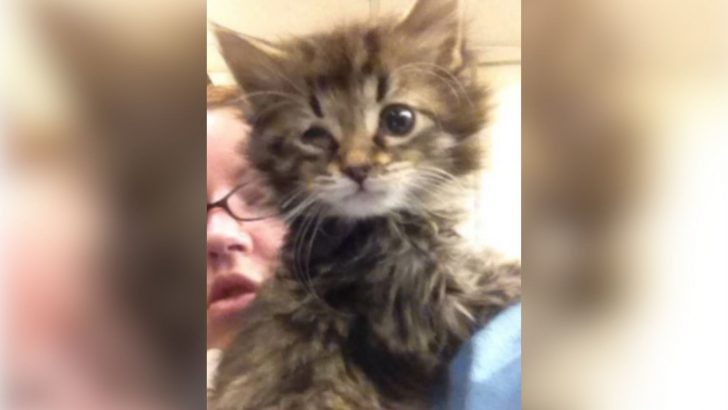 Woman Battles Shelter Over Plans To Euthanize Adorable Little Kitten