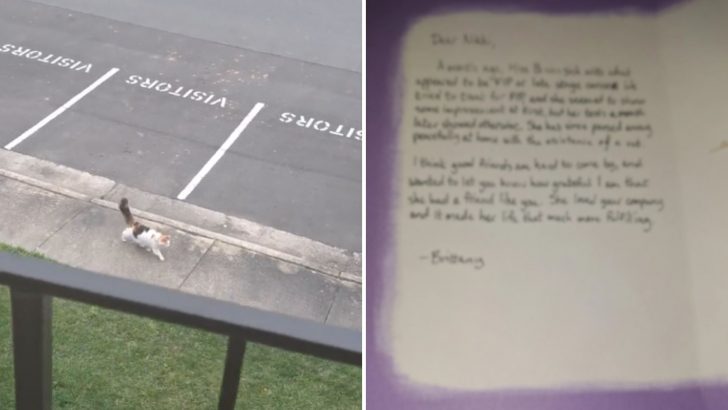 Woman Builds Special Bond With Neighbor’s Cat But Gets Heartbroken By Devastating Letter