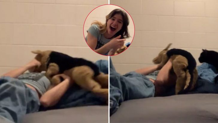 Woman Decides To See If Her Cat Would Protect Her In ‘Attack’ And The Outcome Blows Her Away