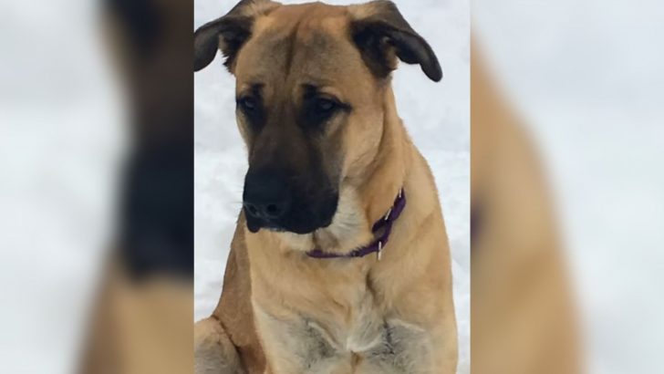 Woman Finds A Shivering Dog By The Roadside And Melts When She Sees Who’s Curled Up With Her