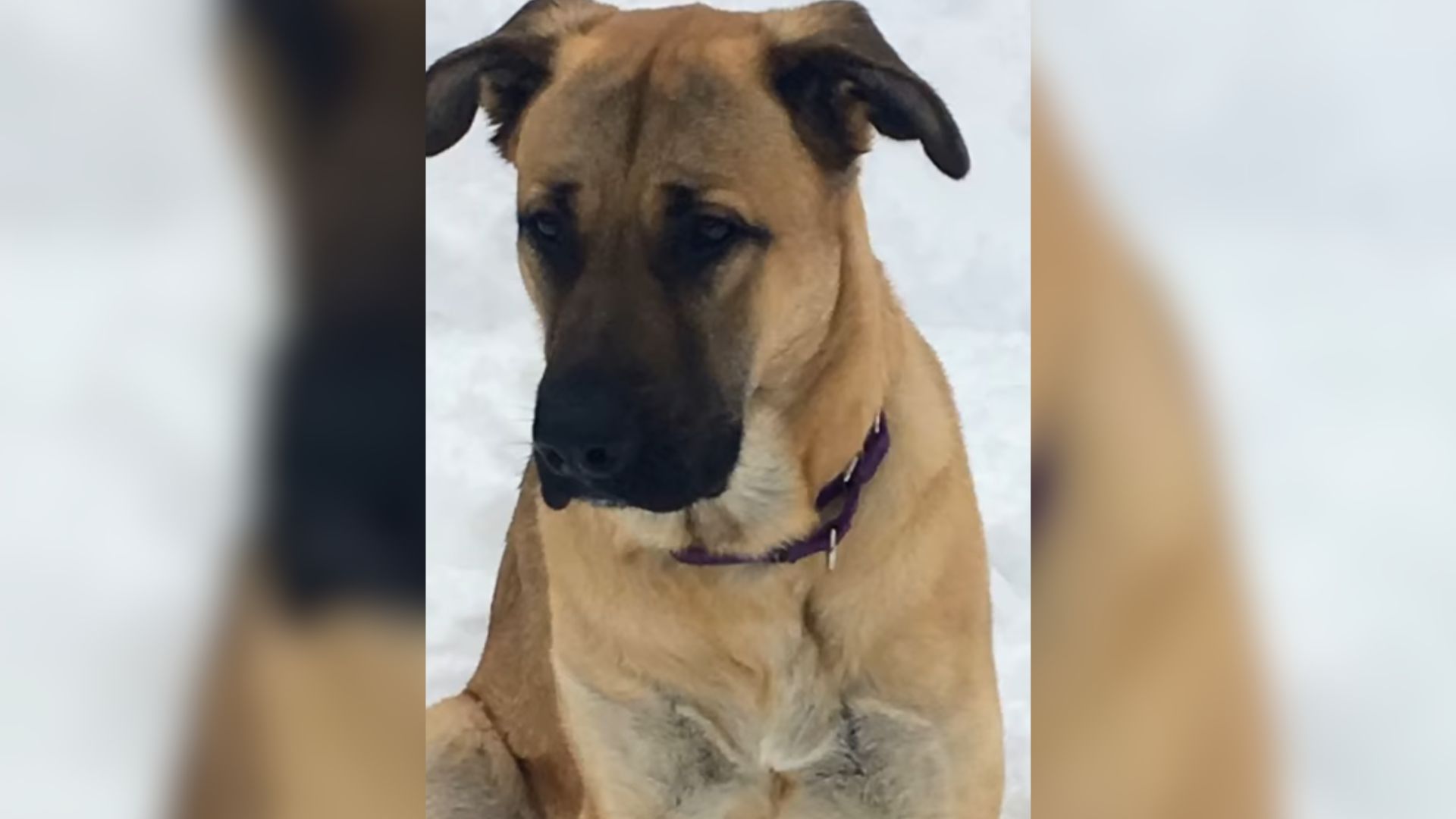 cute brown dog