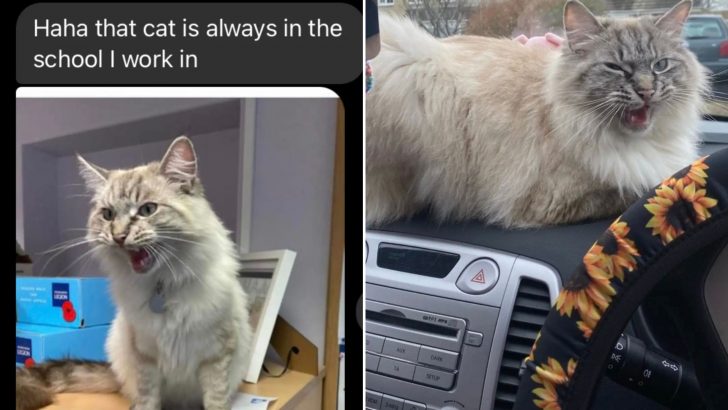 Woman Keeps Finding Her Escape-Loving Cat In The Most Unusual Places