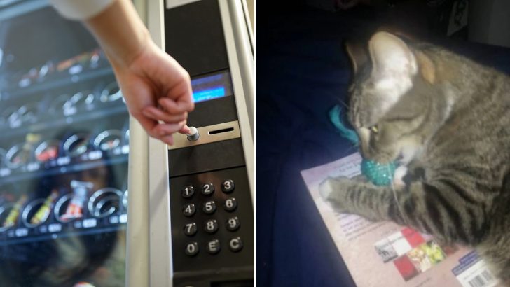 Woman Presses The Vending Machine Button And Hears A Meow