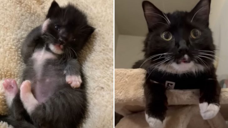 Woman Rescues A Newborn Kitten From A Dumpster But What Happens Next Will Break Your Heart