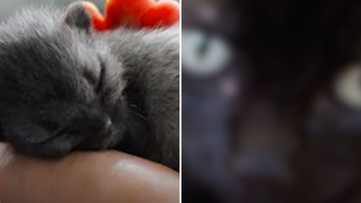 Woman Rescues Newborn Kitten With Umbilical Cord And Realizes Something Unusual About His Fur